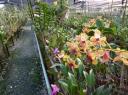 Orchid farm I
