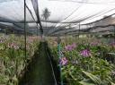 orchid farm II