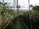 orchid farm III