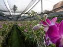 orchid farm IV