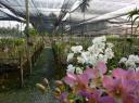 orchid farm VI