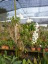 hanging basket