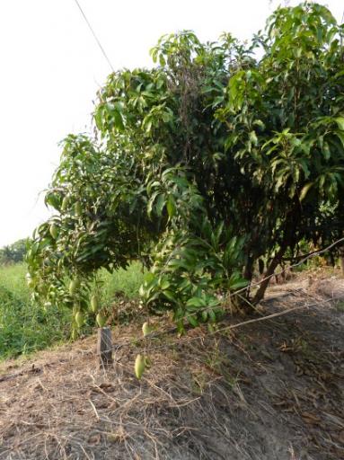 Mango tree I