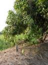 mango tree II