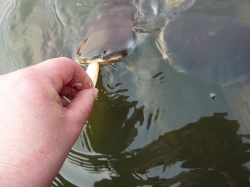 vissen 10