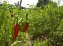 (Red hot) Chilli pepper 3