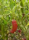 (Red hot) Chilli peppers 2