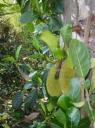 Jack fruit 1