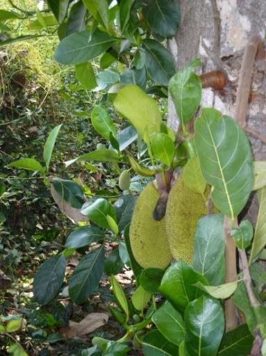 Jack fruit 1