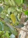 Jack fruit 2