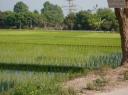 paddy field
