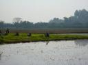 rijstplantjes rooien 1