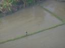 Paddy field