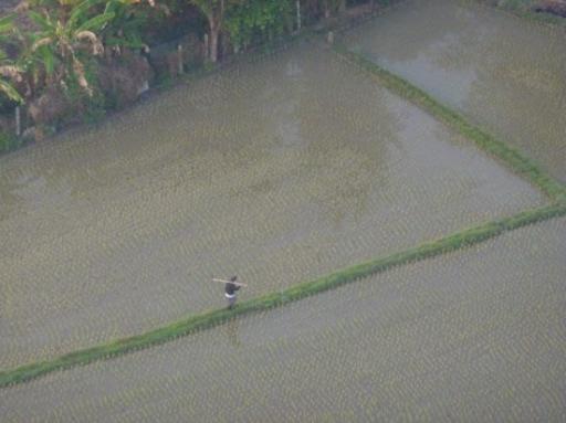 Paddy field