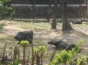 Lake Phewa 20