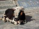Yak
