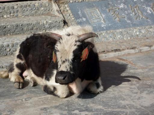 Yak
