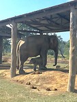 Chitwan VIII