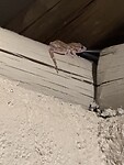 IMG_6488