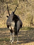 IMG_6515