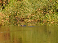 Bekijk recente foto's