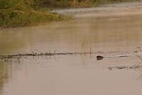 _DSC4473