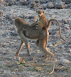 IMG_6708