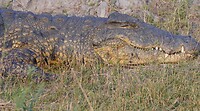 IMG_0678