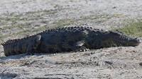 IMG_0670