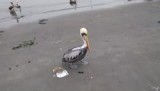 Pelikaan