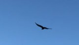Condor