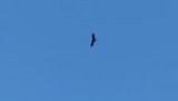 Condor