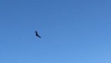 Condor