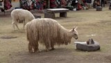 Rasta lama