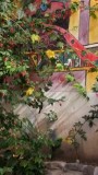Colibri in het hotel