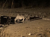 Neushoorns bij de drinkplaats van Halali
