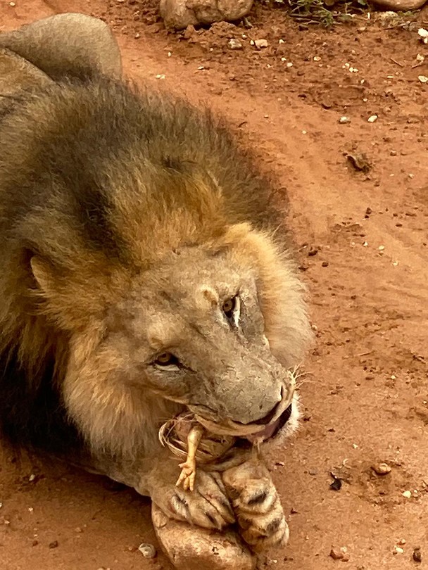 De leeuw eet een kip Foto Coby, Annemien en Lucas van
