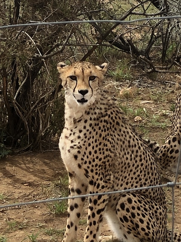 Cheeta Foto Coby Annemien En Lucas Van Ginkel s Reisblog Cheeta Foto Coby Annemien En Lucas Van Ginkel s Reisblog