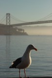 Bay Bridge