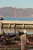 Zeeleeuwen op pier 39