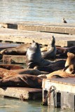 Zeeleeuwen op pier 39