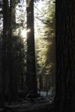 Bos met de grote bomen