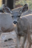 Bambi