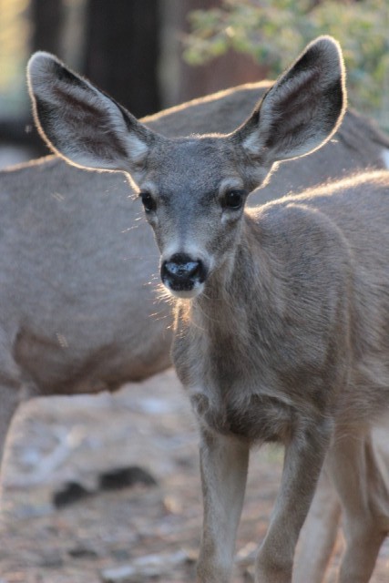 Bambi