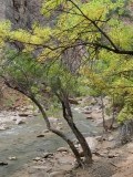 richting de Narrows