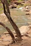 Virgin river