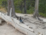 Bryce Canyon National Park