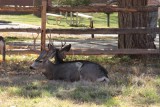Mule deer