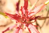 Indian paintbrush