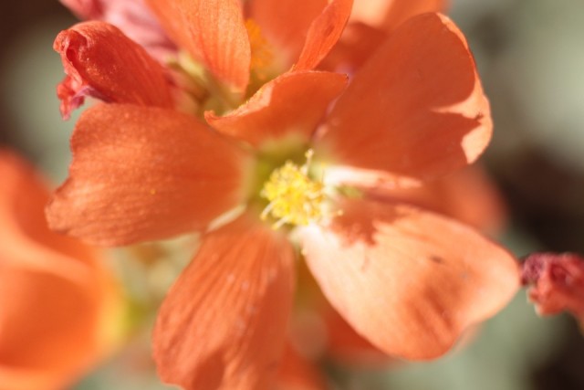 Comman Globe Mallow